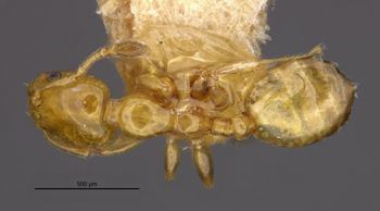 Media type: image;   Entomology 20896 Aspect: habitus dorsal view